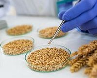 Nouveaux OGM – Certains seront exemptés d’étiquetage