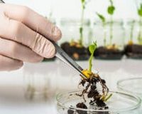 Nouveaux OGM –  Le marché européen s’ouvre en grand