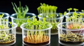 OGM – Vers la fin de l’étiquetage