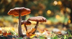 Biodiversité – Les champignons aussi sont menacés