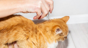 Animaux de compagnie – Pourquoi il faut utiliser un antiparasitaire adapté