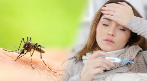 Chikungunya, dengue, Zika – Pourquoi il faut consulter en cas de symptômes suspects