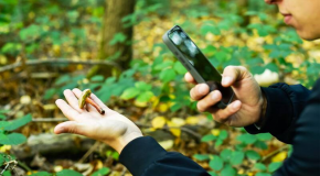 Cueillette des champignons : pourquoi il faut éviter les applications