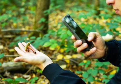 Cueillette des champignons : pourquoi il faut éviter les applications
