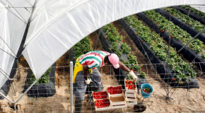 Fruits et légumes : faut-il boycotter l’Espagne ?