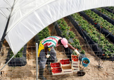 Fruits et légumes : faut-il boycotter l’Espagne ?