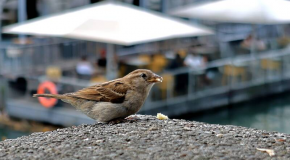 Biodiversité – 277 millions de moineaux disparus