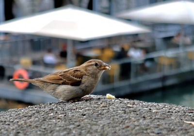 Biodiversité – 277 millions de moineaux disparus