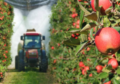 Pesticides – Des contaminations multiples sur les pommes