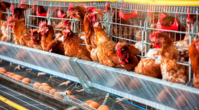 Œufs de poules en cage – Toujours en rayon, malgré les promesses