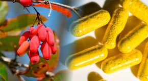 Berbérine – Ce complément alimentaire fait-il vraiment maigrir ?