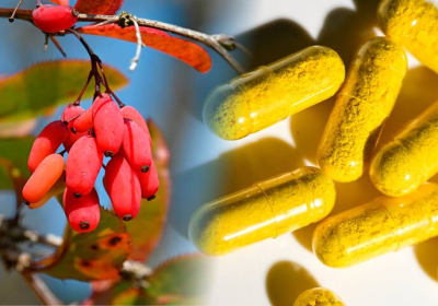 Berbérine – Ce complément alimentaire fait-il vraiment maigrir ?