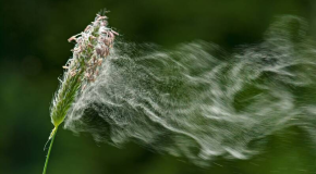 Allergies – Comment les pollens sont placés sous surveillance