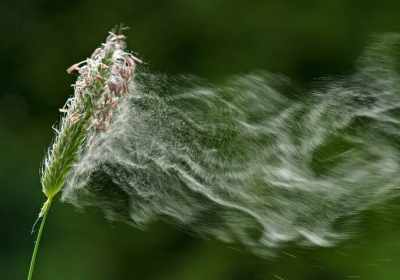 Allergies – Comment les pollens sont placés sous surveillance