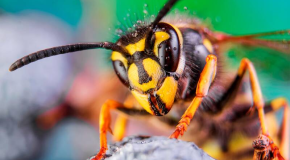 Frelons asiatiques – Comment les piéger en respectant la biodiversité