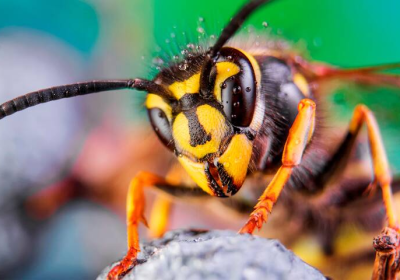 Frelons asiatiques – Comment les piéger en respectant la biodiversité