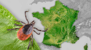 Tiques – Neuf espèces piqueuses identifiées en métropole