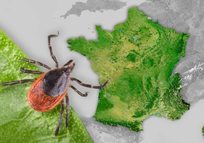 Tiques – Neuf espèces piqueuses identifiées en métropole